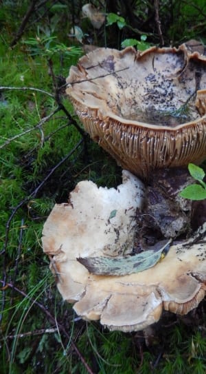 beige mushroom on green leaf field thumbnail