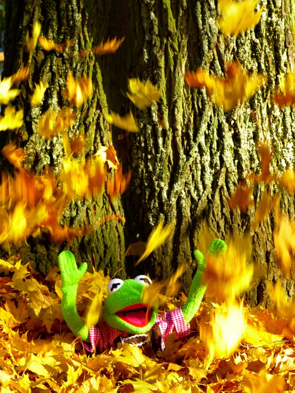 kermit the frog preview