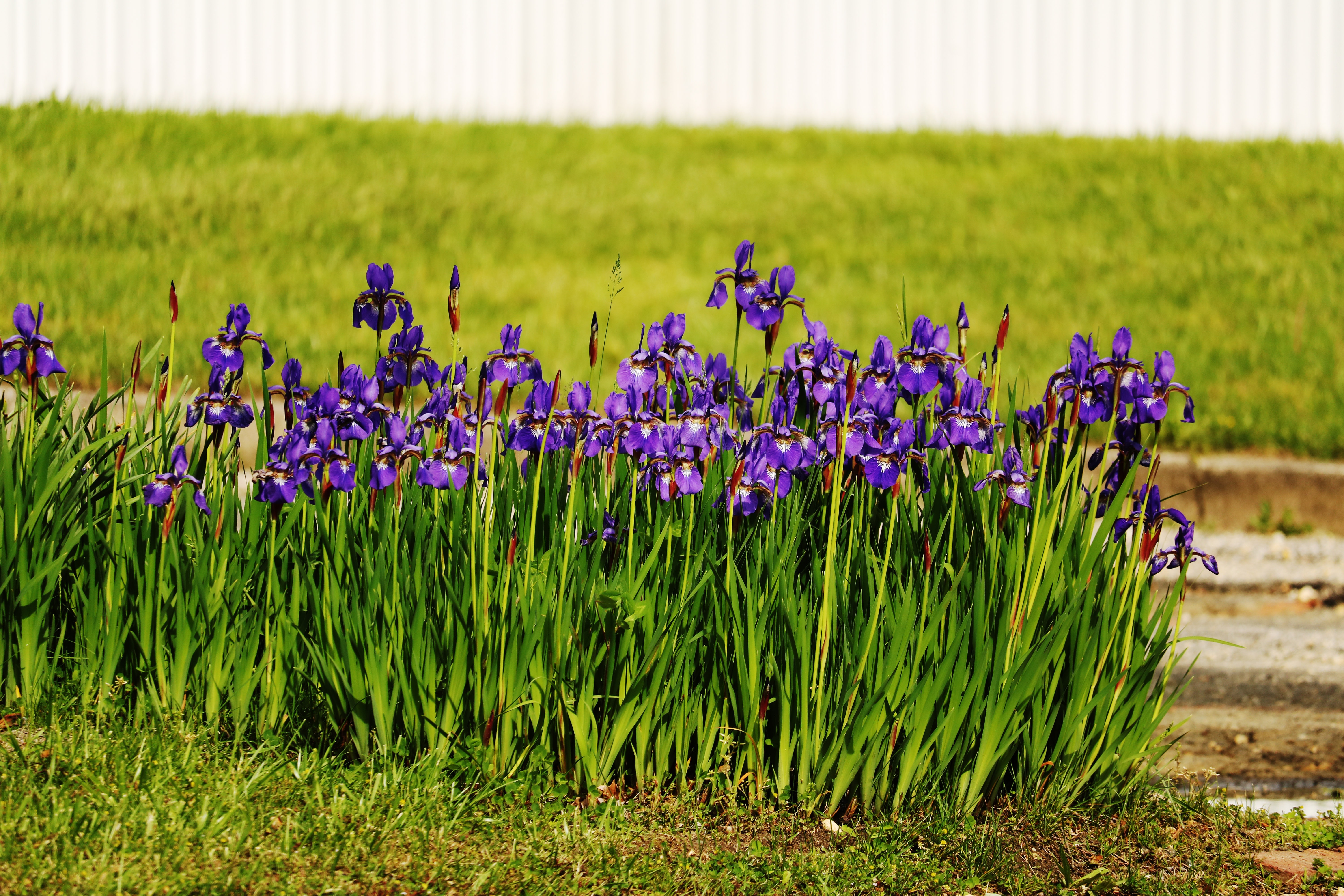 purple petaled flower lot