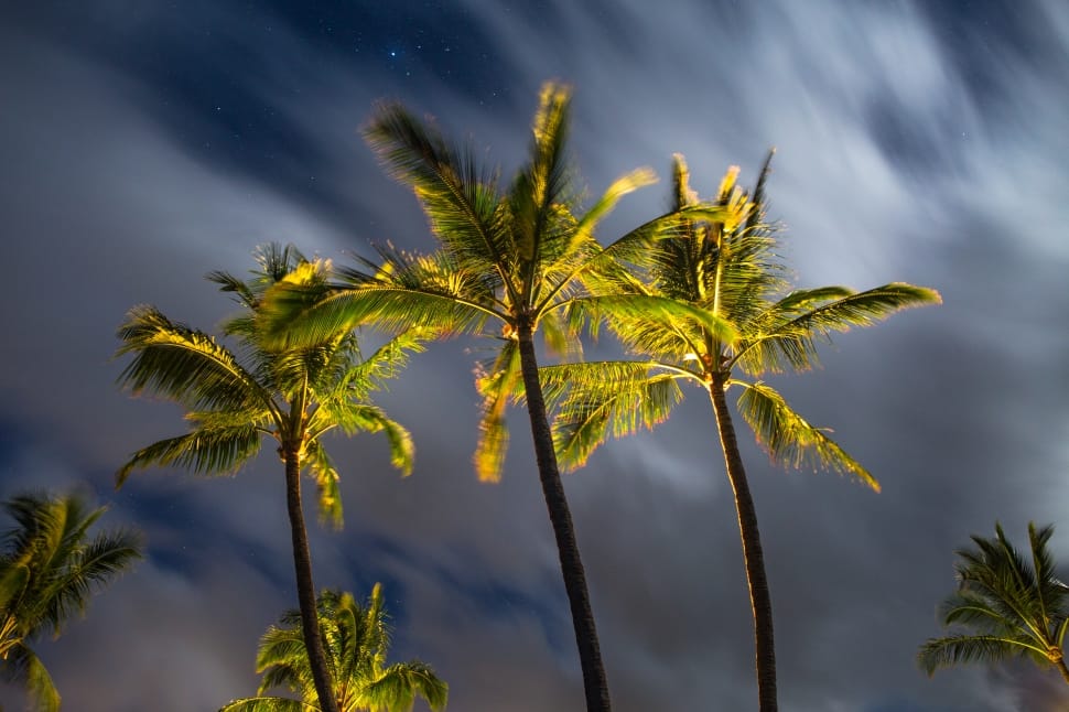palms trees on low angle view photography preview
