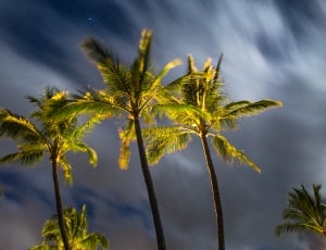 palms trees on low angle view photography thumbnail