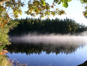 photography of body of water besides trees thumbnail