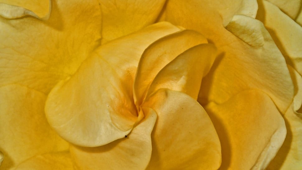 yellow petal flower preview