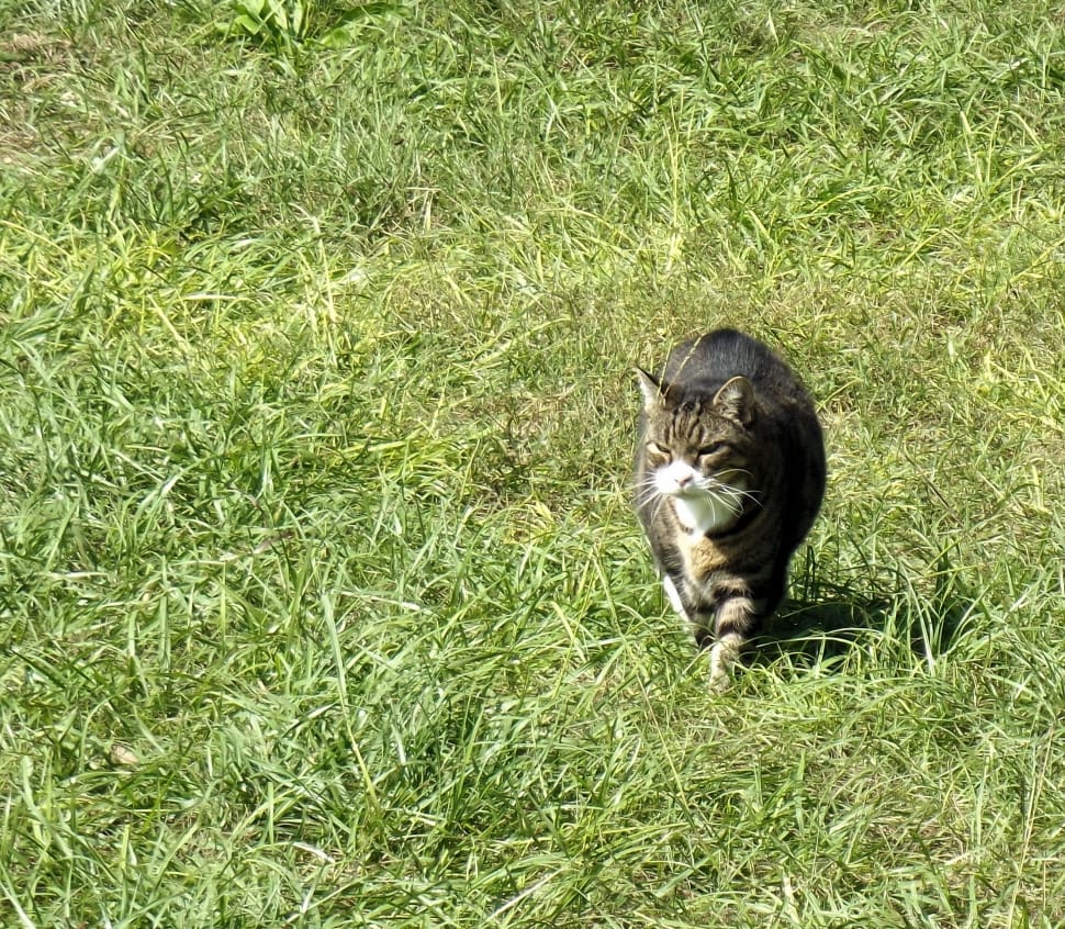 brown and white tabby cat walking on green grass field during daytime preview