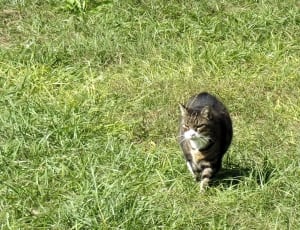 brown and white tabby cat walking on green grass field during daytime thumbnail
