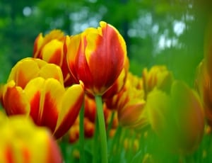 red and yellow tulips close up photography thumbnail