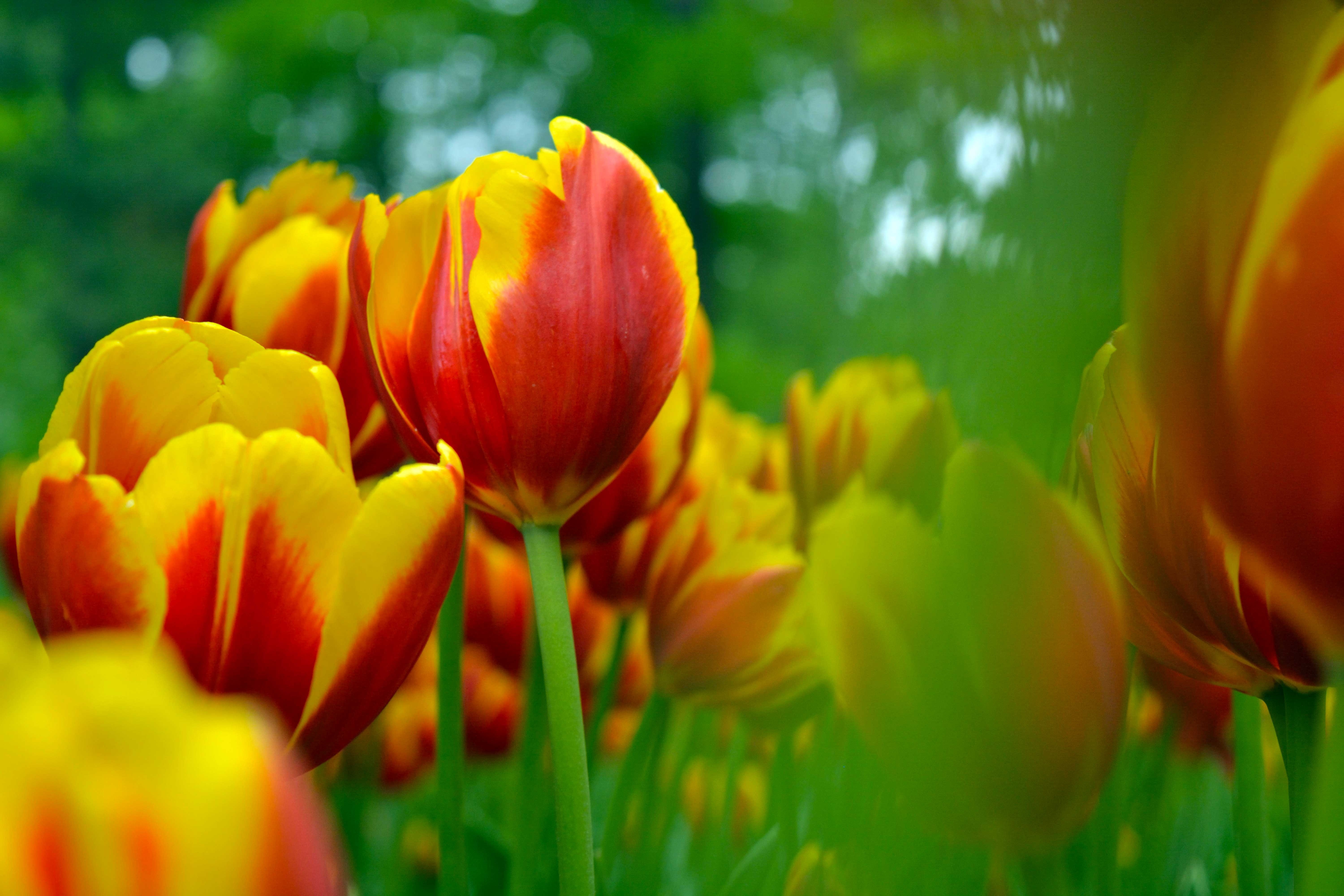 red and yellow tulips close up photography