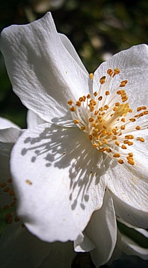 Summer Jasmine, Bauer Jasmin, flower, white color thumbnail