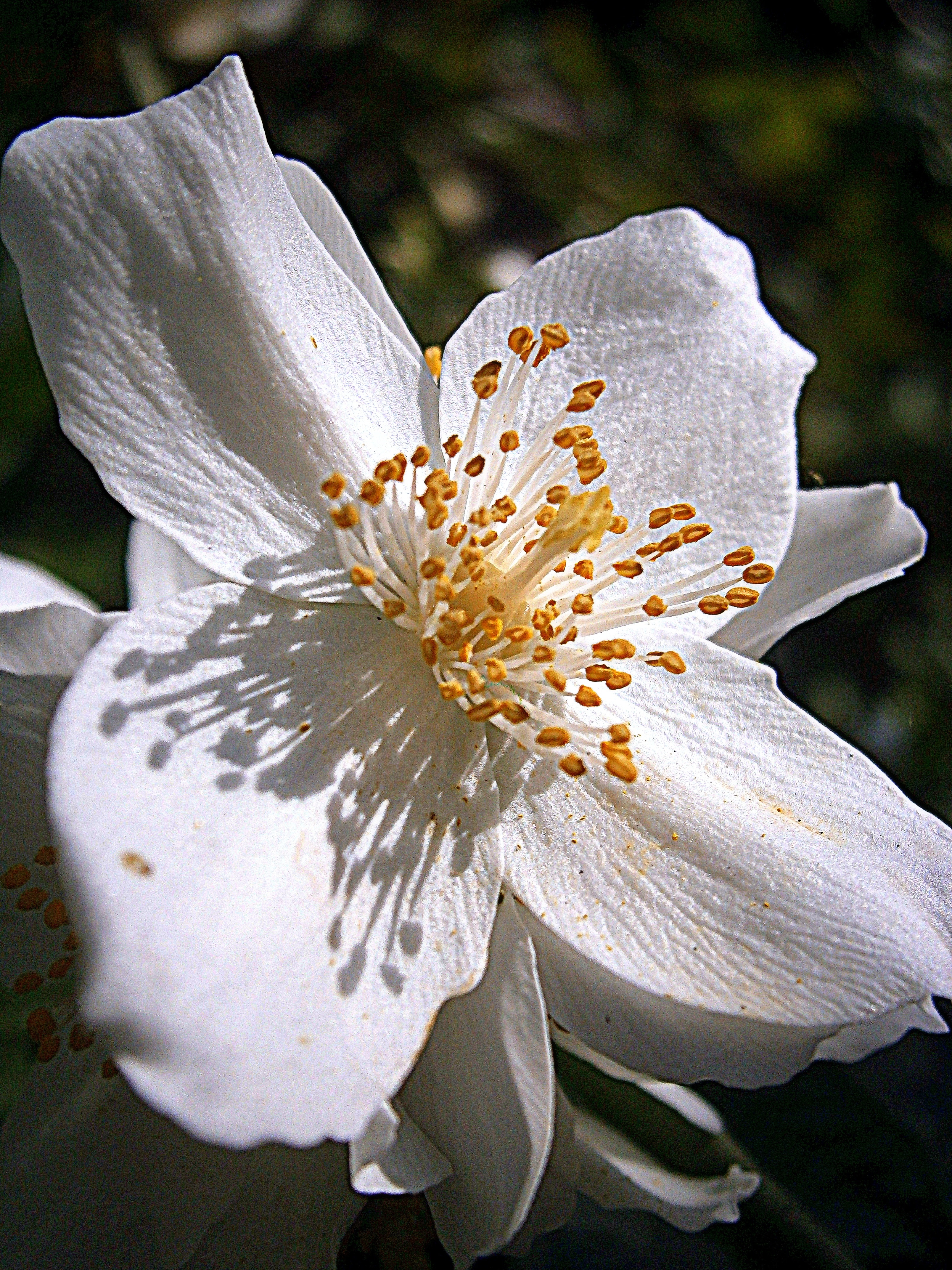 Summer Jasmine, Bauer Jasmin, flower, white color