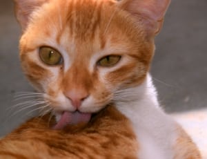 orange and white cat licking its fur during daytime thumbnail