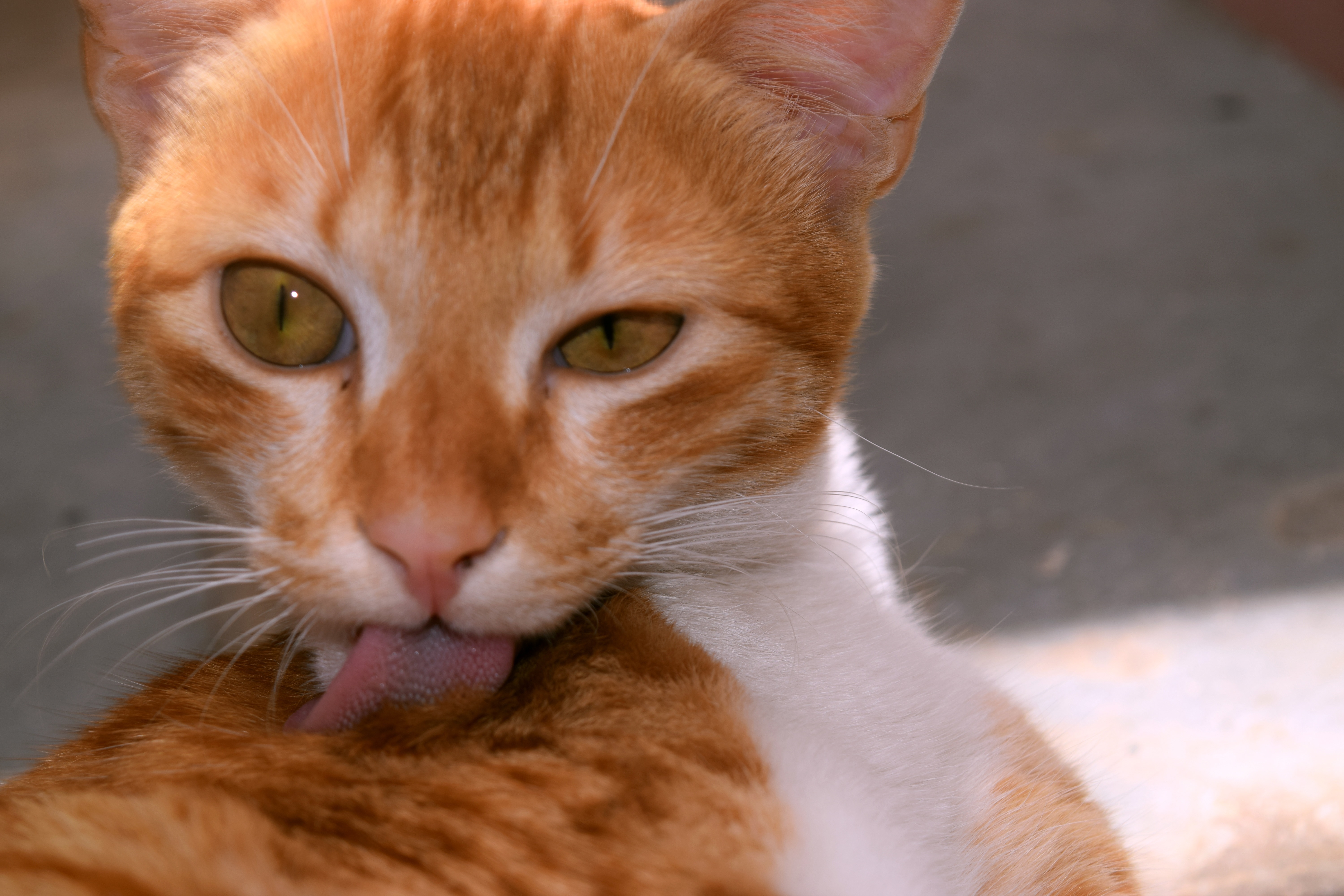 orange and white cat licking its fur during daytime