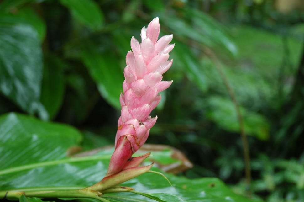 pink cone ginger flower preview
