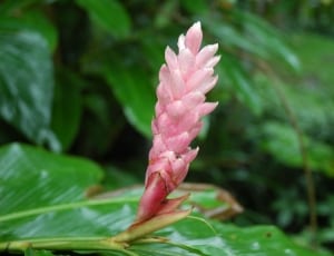 pink cone ginger flower thumbnail
