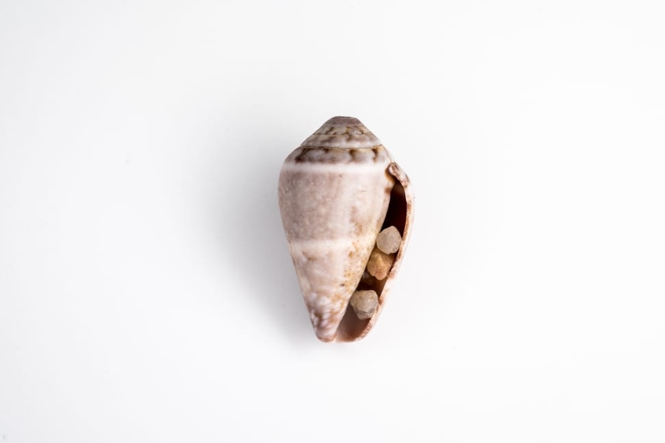 white brown and beige seashell preview