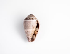 white brown and beige seashell thumbnail