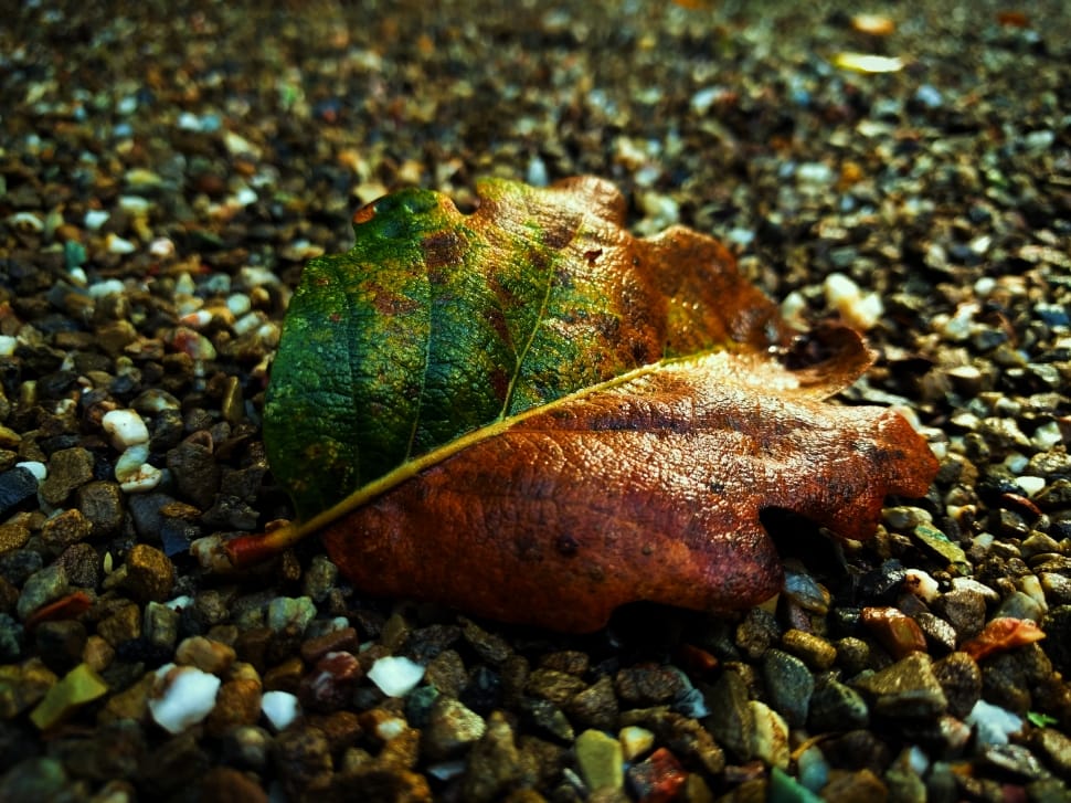 green and brown fried leaf on ground preview