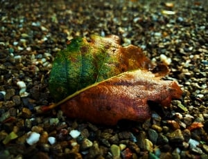green and brown fried leaf on ground thumbnail