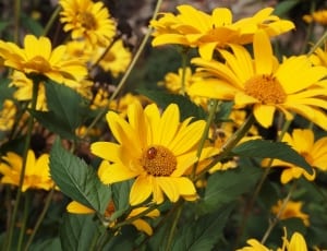 yellow daisy field thumbnail