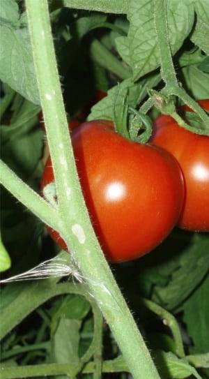 tomato fruit thumbnail