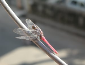 red and brown dragonfly thumbnail