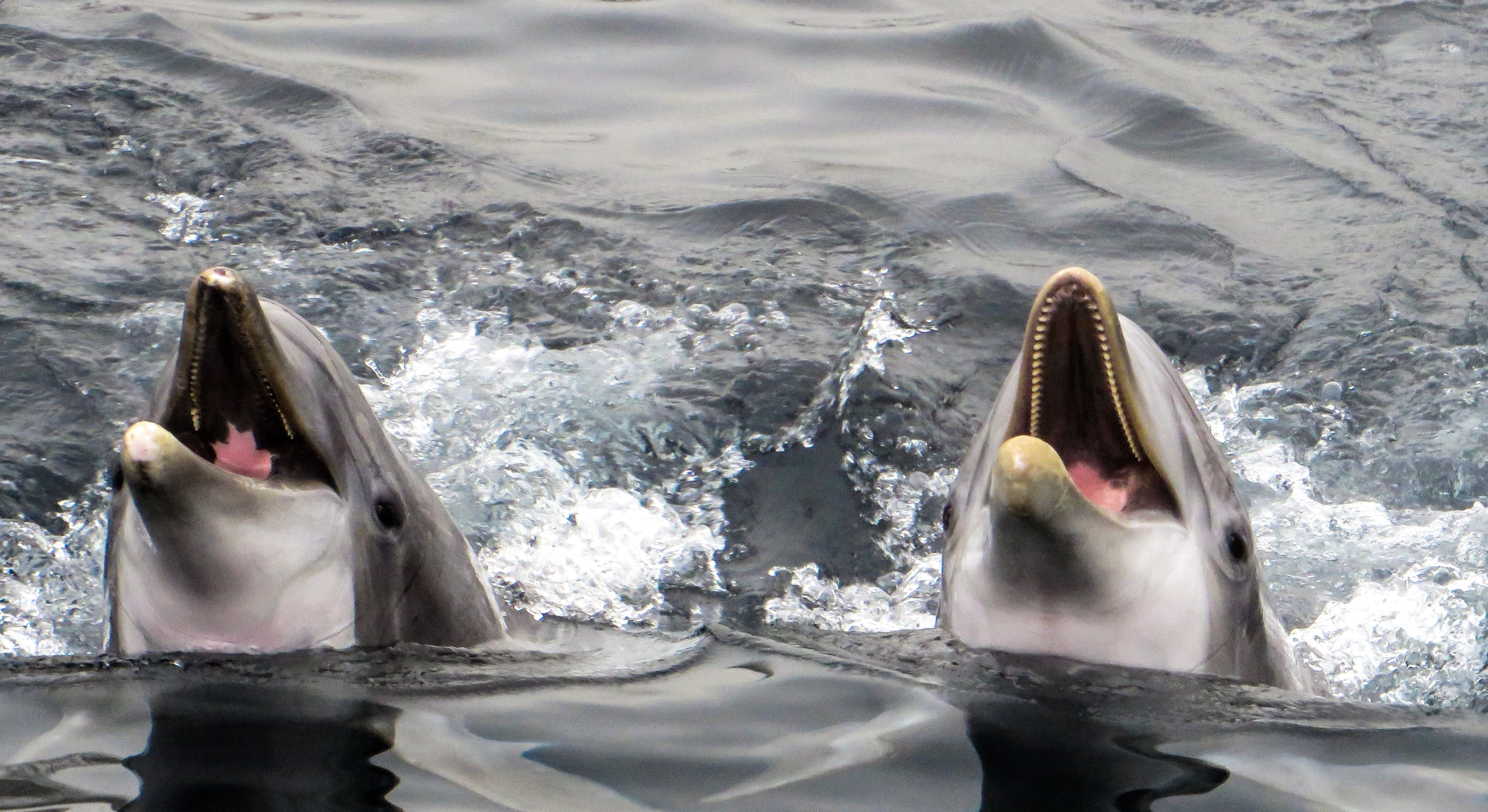 2 gray dolphins