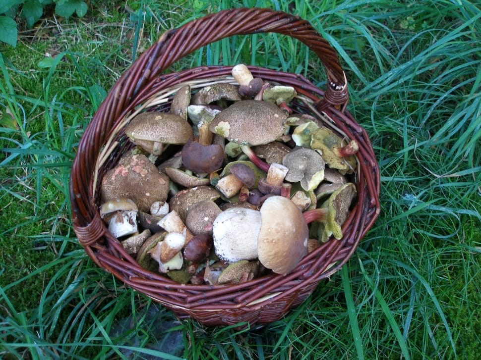 brown wicket round basket with mushrooms preview
