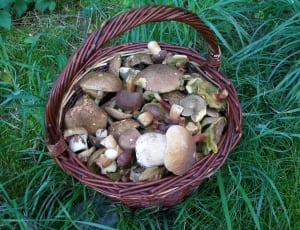 brown wicket round basket with mushrooms thumbnail