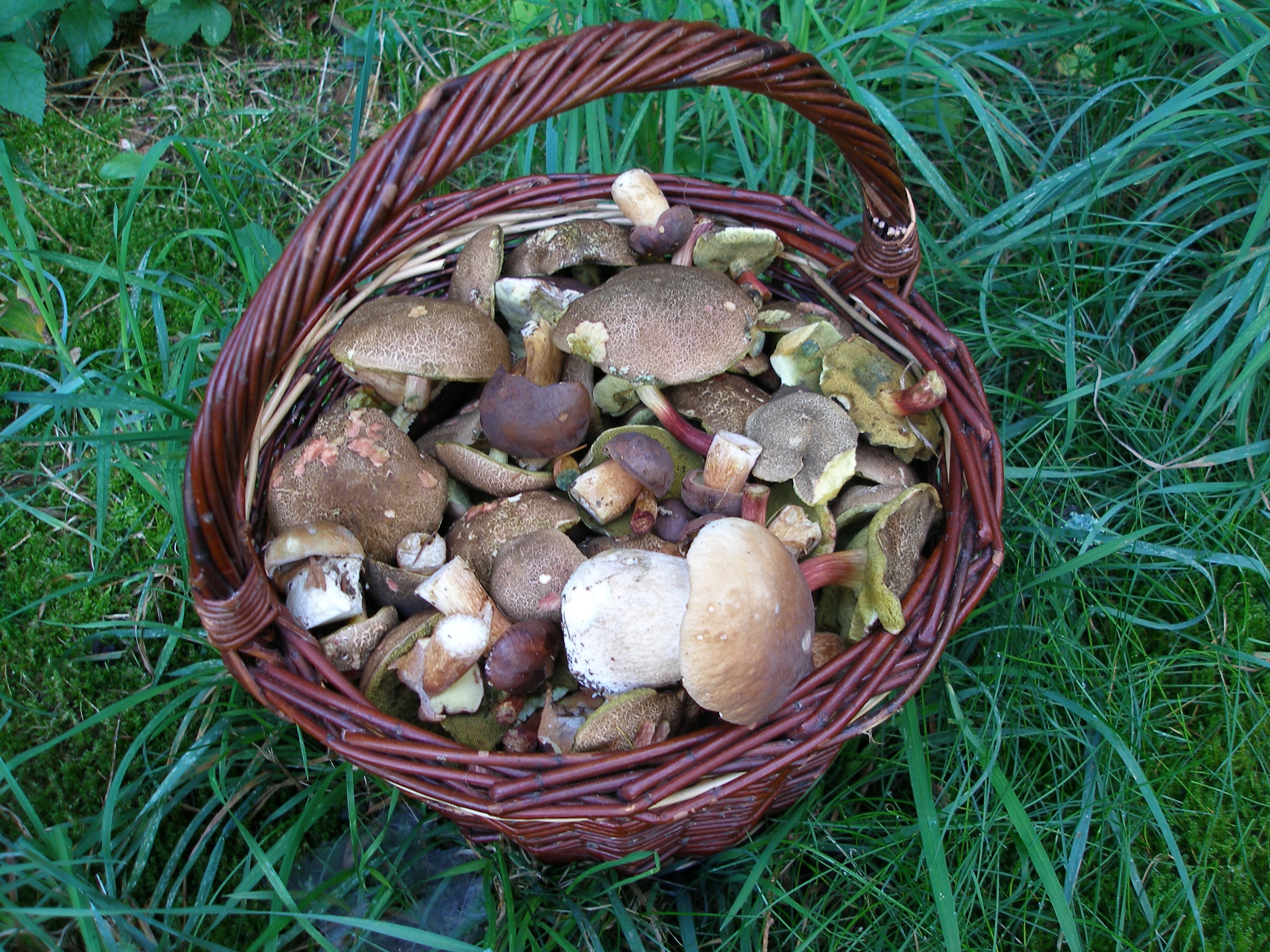brown wicket round basket with mushrooms