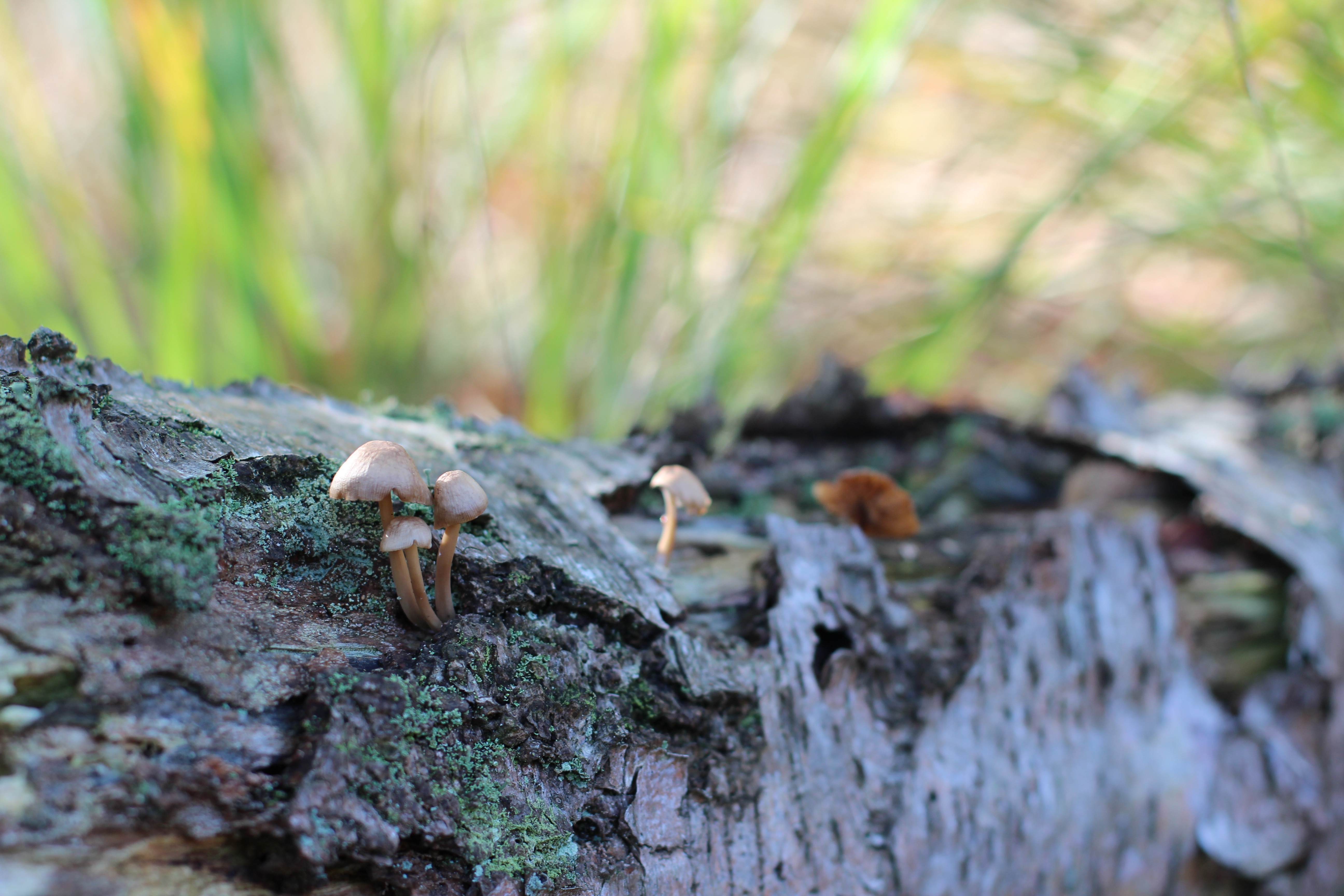 brown mushroom