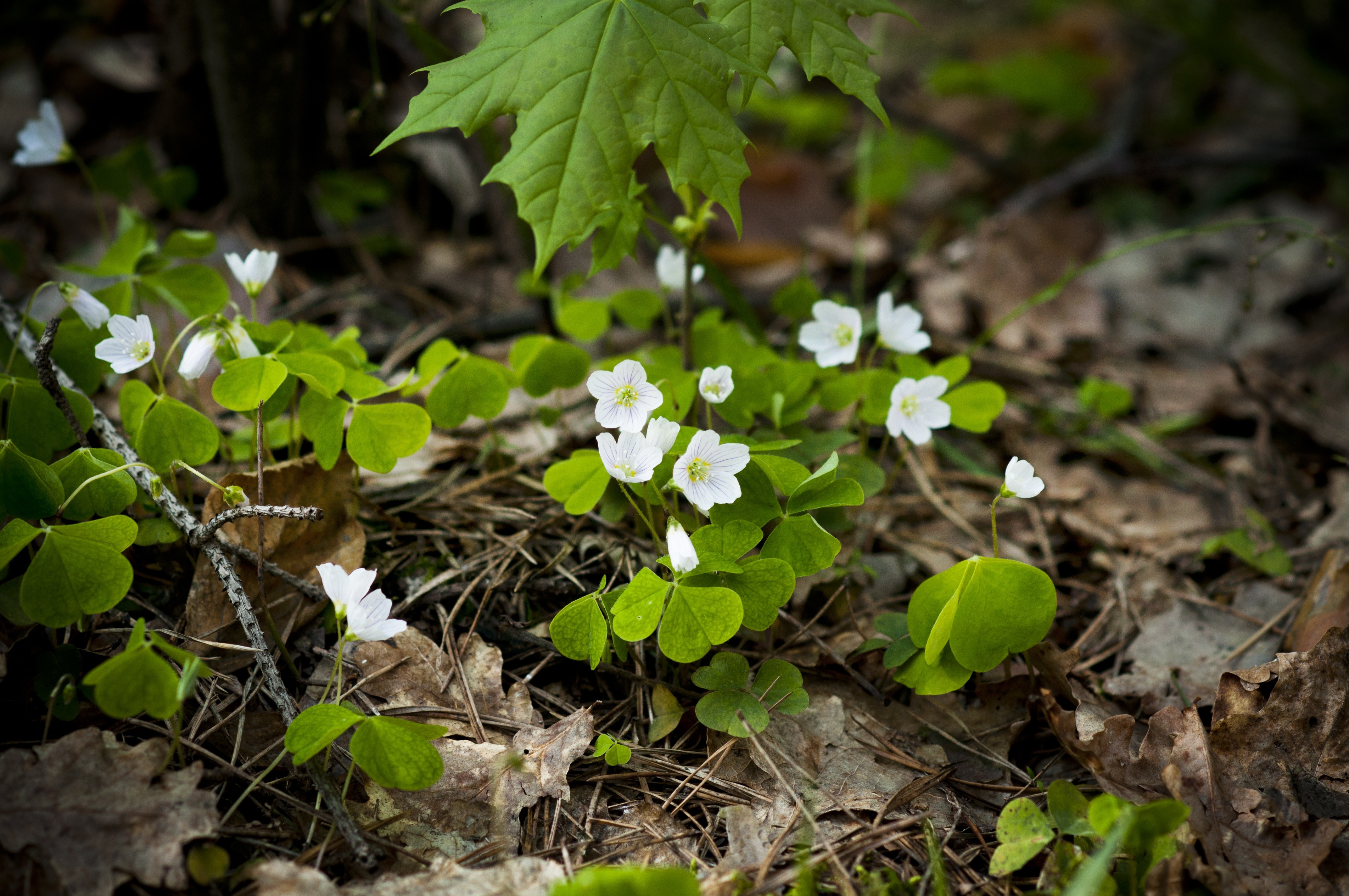 white flowers