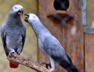 african gray parrots thumbnail