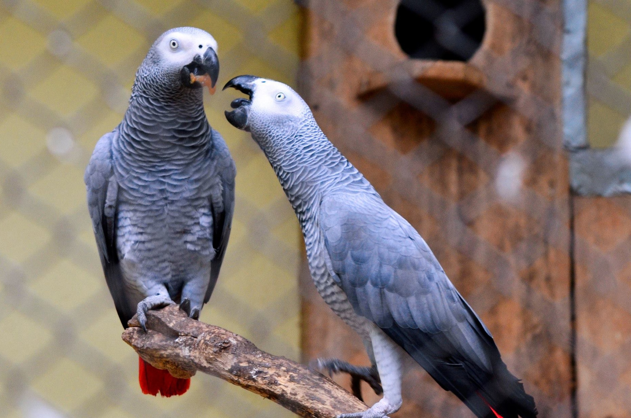 african gray parrots