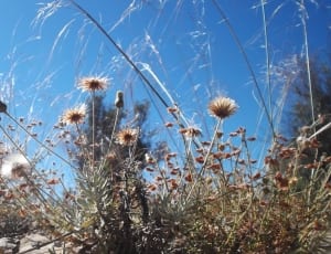 landscape photo of white dandelion flower thumbnail