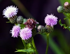 purple and green flowers thumbnail