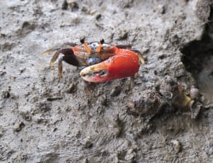 red crab thumbnail