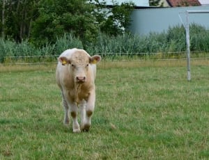 beige cow in grass field during daytime thumbnail