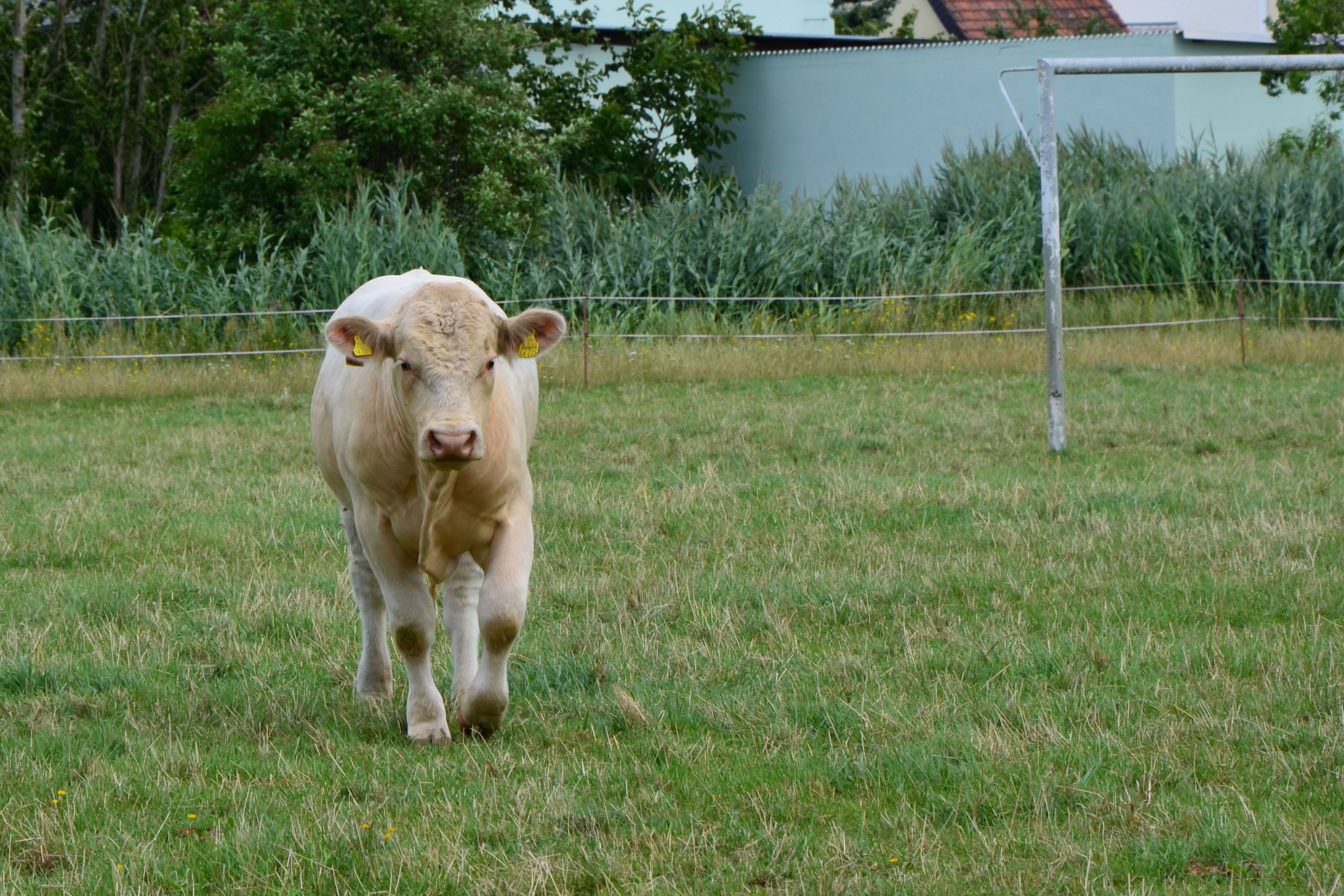 beige cow in grass field during daytime