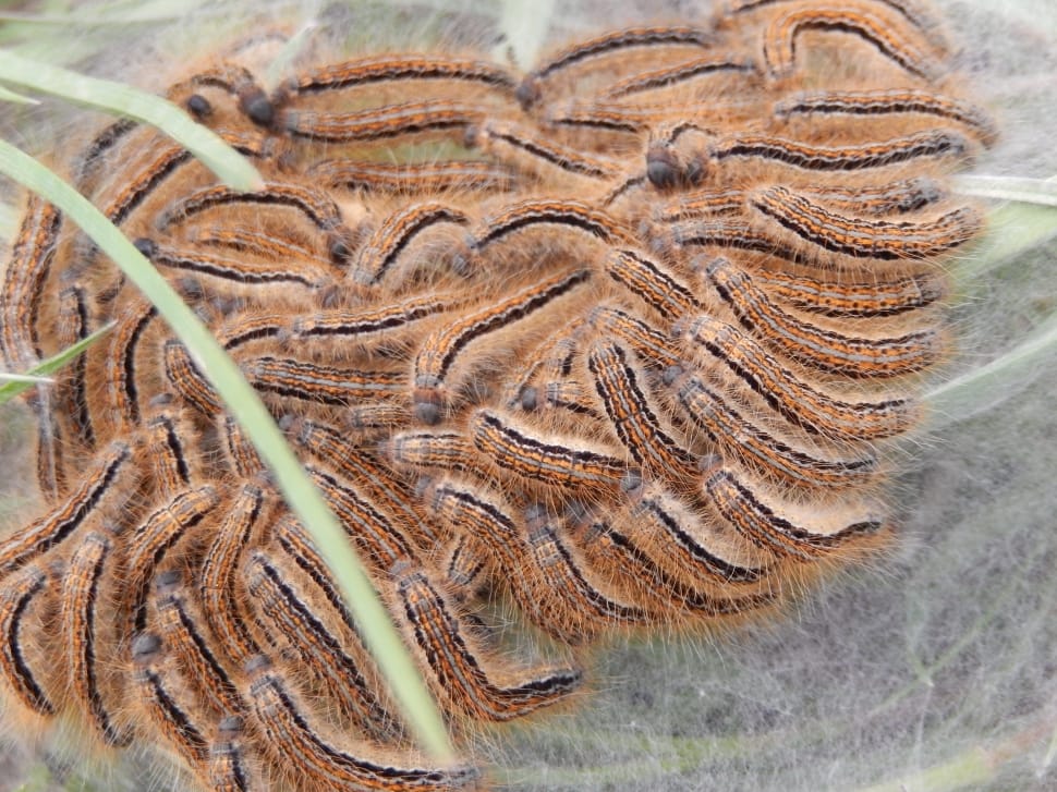 brown caterpillar lot preview