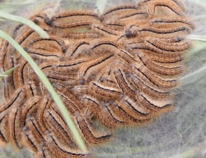 brown caterpillar lot thumbnail