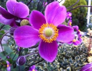 purple and yellow flower thumbnail