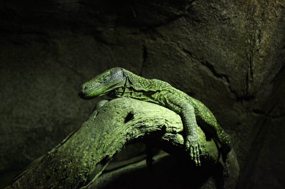 green and black crocodile monitor lizard preview