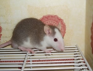 brown and white mouse thumbnail