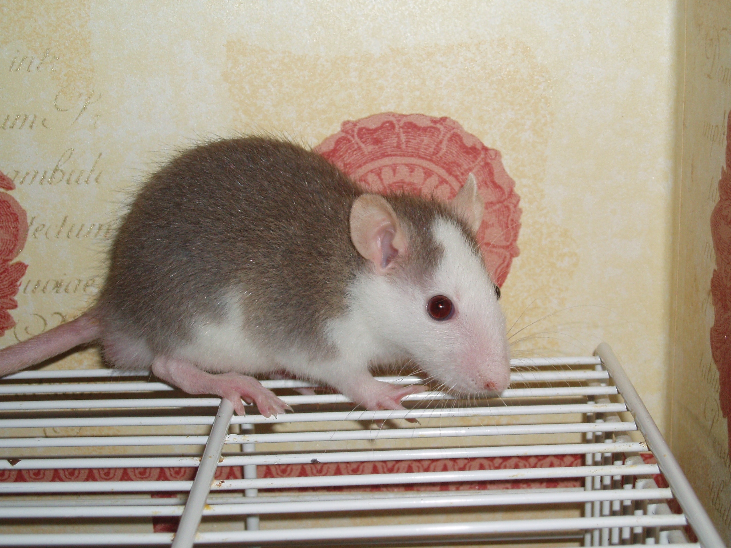 brown and white mouse