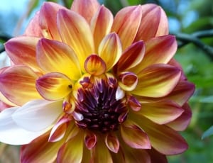 yellow pink and purple flower thumbnail