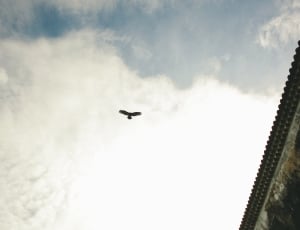 low angle photography of flying bird thumbnail