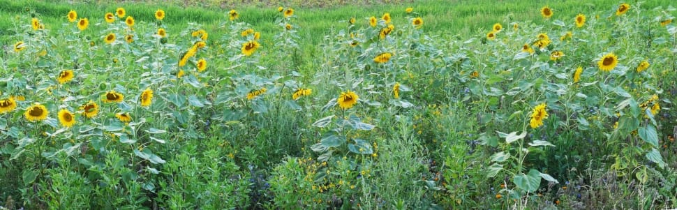 yellow sunflower field preview