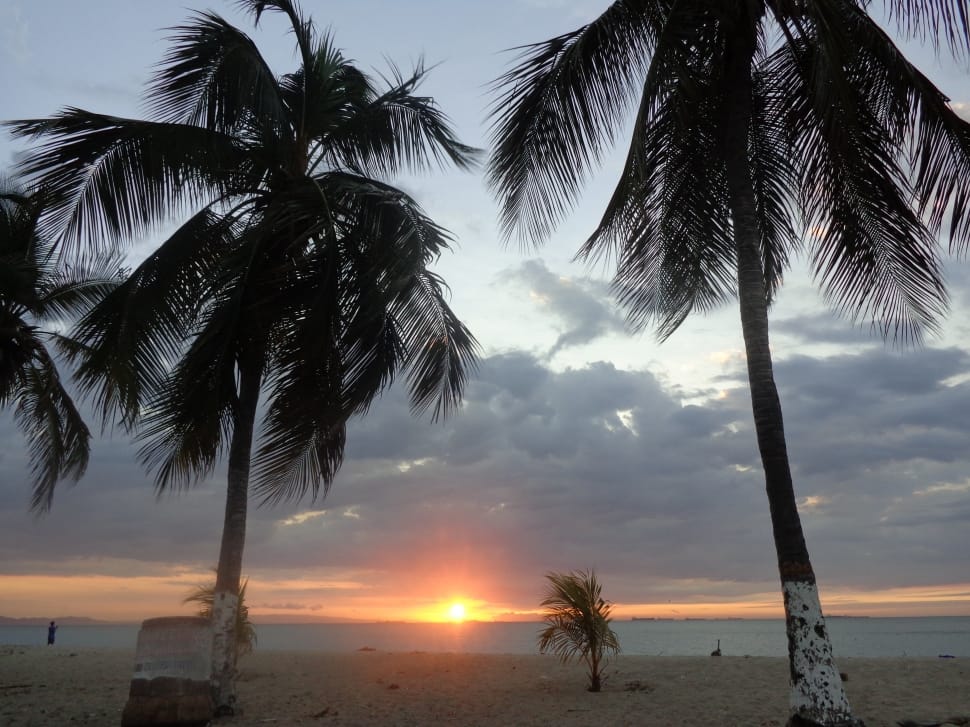 silhouette photo of two coconut trees during golden hour preview