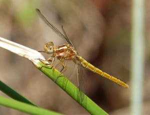 beige dragonfly thumbnail
