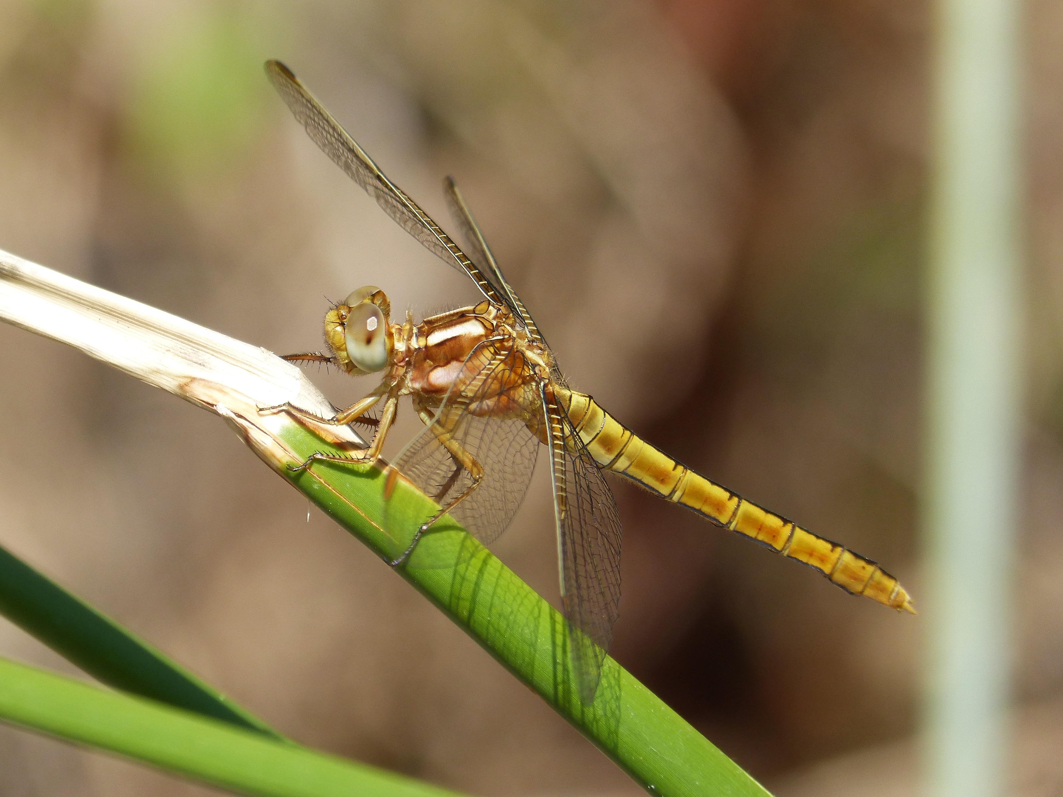 beige dragonfly