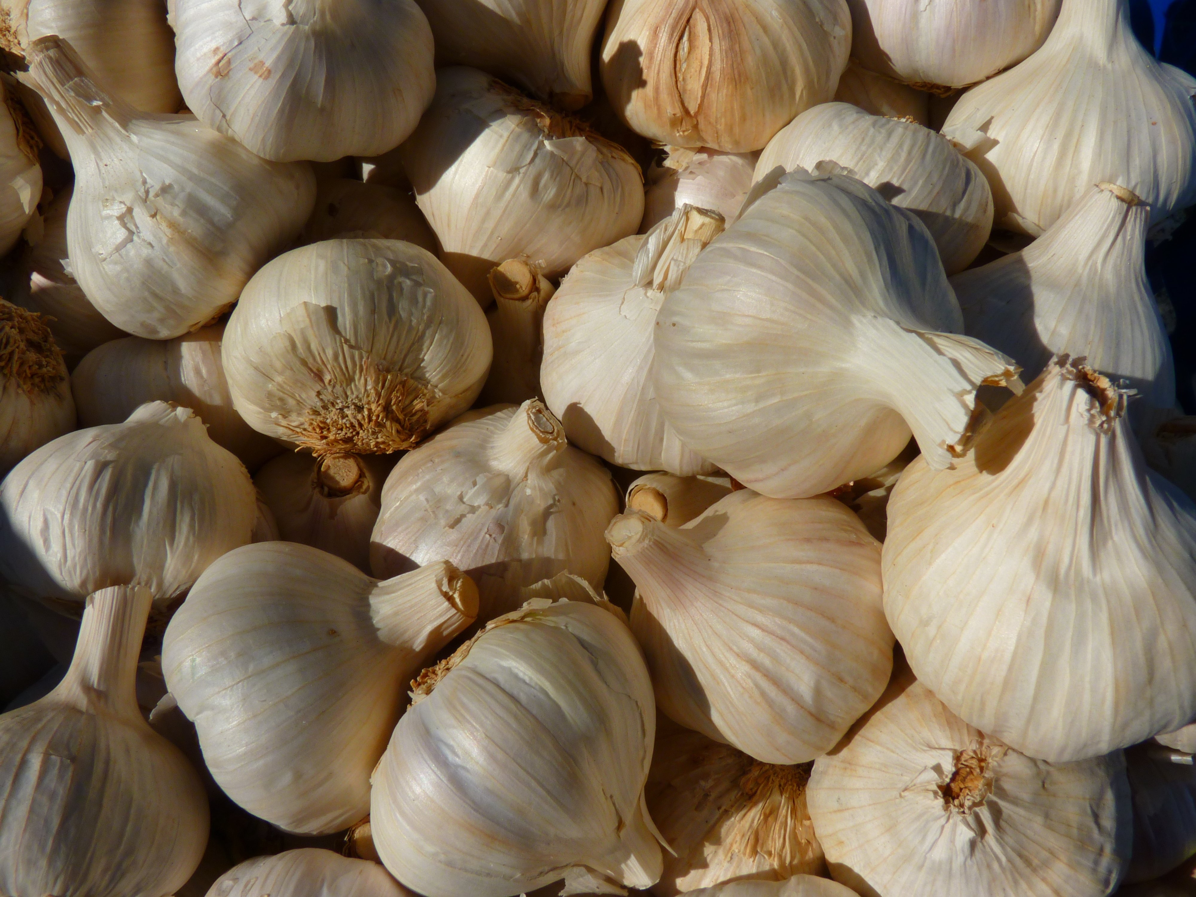 garlic lot